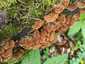 Bársonyos réteggomba (Stereum subtomentosum), Mecsek